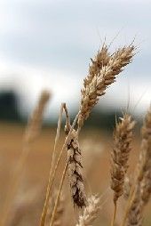 Analyses mycotoxines - Laboratoire Capinov Analyses mycotoxines - Laboratoire Capinov