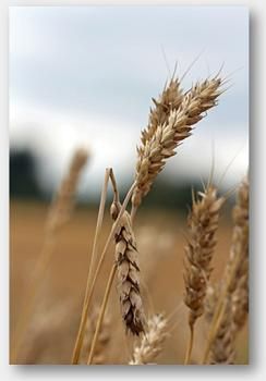 Analyse de mycotoxine sur céréales Analyse de mycotoxine sur céréales