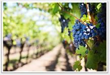 Analyse de mycotoxine sur raisin Analyse de mycotoxine sur raisin