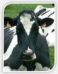 Analyse de mycotoxine dans l'alimentation animale Analyse de mycotoxine dans l'alimentation animale
