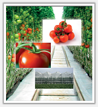 Analyse de solution nutritive Analyse de solution nutritive