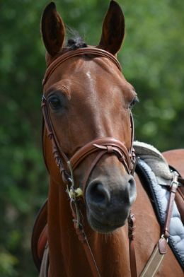 Cheval de compétition Cheval de compétition