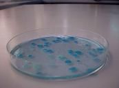 Analyse microbiologie - Laboratoire Capinov Analyse microbiologie - Laboratoire Capinov