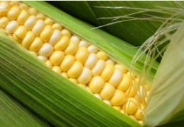 laboratoire analyse de mycotoxine de champs- analyse trichothecene - laboratoire cofrac laboratoire analyse de mycotoxine de champs- analyse trichothecene - laboratoire cofrac