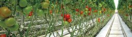 Analyse de solutions nutritives Analyse de solutions nutritives