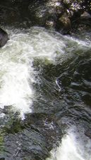 Microbiologie des eaux Microbiologie des eaux