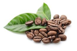 laboratoire d'analyse de mycotoxine de stockage - analyse ochratoxine OTA - laboratoire cofrac laboratoire d'analyse de mycotoxine de stockage - analyse ochratoxine OTA - laboratoire cofrac