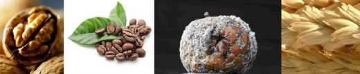 laboratoire analyse mycotoxine de stockage analyse patuline analyse ochratoxine analyse aflatoxine analyse citrine laboratoire cofrac laboratoire analyse mycotoxine de stockage analyse patuline analyse ochratoxine analyse aflatoxine analyse citrine laboratoire cofrac