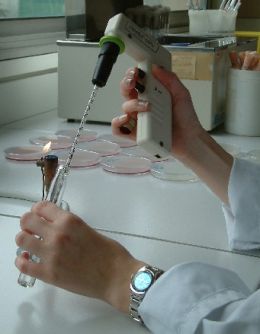 microbiologie des aliments microbiologie des aliments