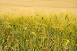 laboratoire d'analyse d'insecticide laboratoire d'analyse organophosphoré laboratoire cofrac laboratoire d'analyse d'insecticide laboratoire d'analyse organophosphoré laboratoire cofrac