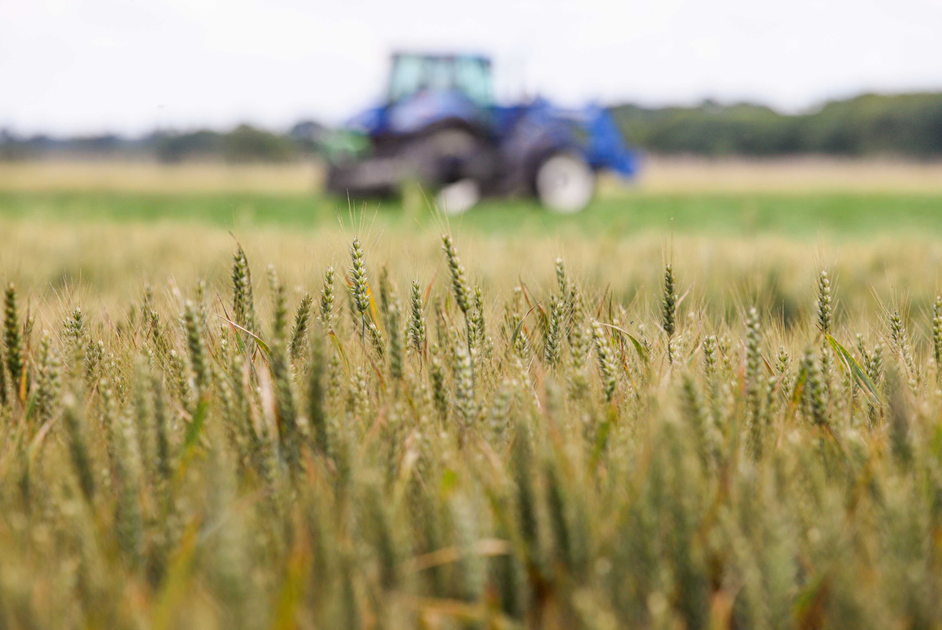 Tracteur dans le bl&eacute;