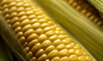 Alimentation animale : La recommandation (UE) 2026/1801 actualise les valeurs de référence sur les mycotoxines
