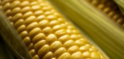 Alimentation animale : La recommandation (UE) 2026/1801 actualise les valeurs de référence sur les mycotoxines